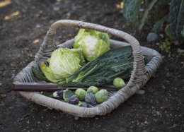 Cauliflower in a basket