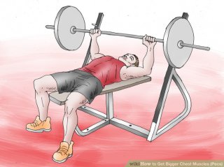 Image titled Get Bigger Chest Muscles (Pecs) Step 2.jpeg